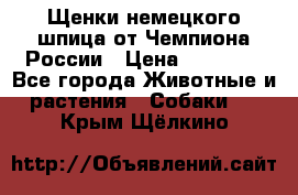 Щенки немецкого шпица от Чемпиона России › Цена ­ 50 000 - Все города Животные и растения » Собаки   . Крым,Щёлкино